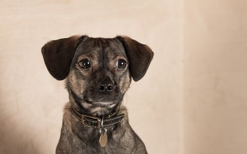 A young mixed-breed dog with floppy ears, sitting patiently.