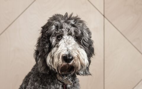 A large shaggy haired dog sits patiently.