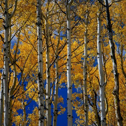 A photograph of a birch woodland