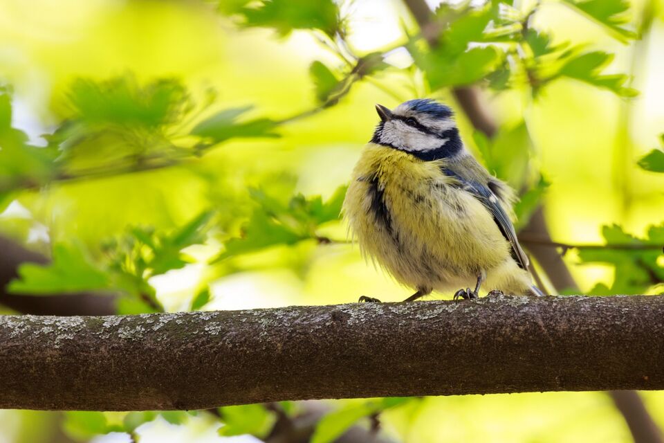 A photograph of a blue tit in a tree