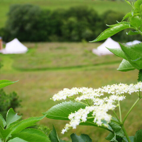 A photograph of an elderflower with bell tents in soft focus in the background