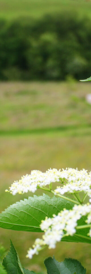 A photograph of an elderflower with bell tents in soft focus in the background